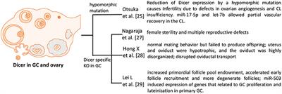 The Role of microRNAs in Ovarian Granulosa Cells in Health and Disease